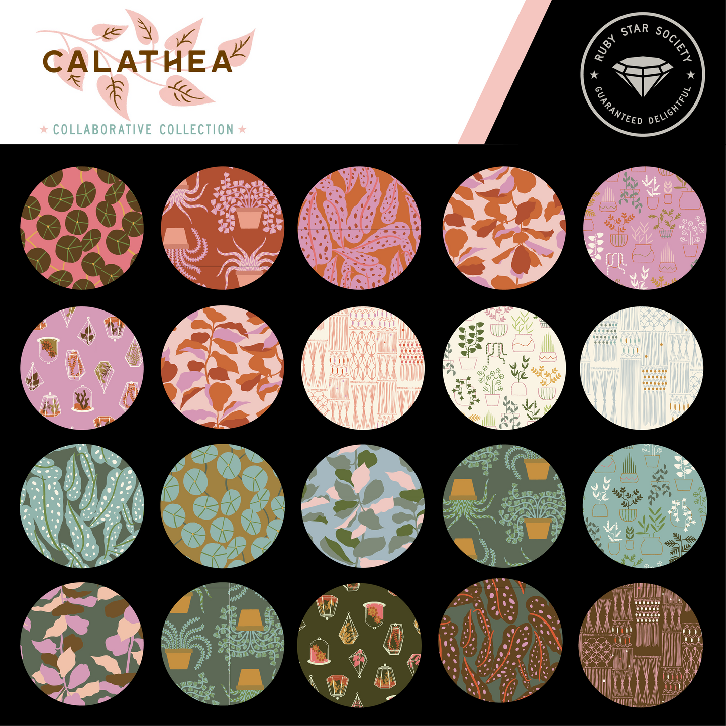 Calathea Jelly Roll